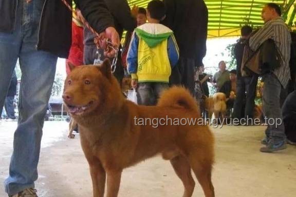 **中国下司犬外网爆火，我如何与它共筑“中国狗王”传奇**